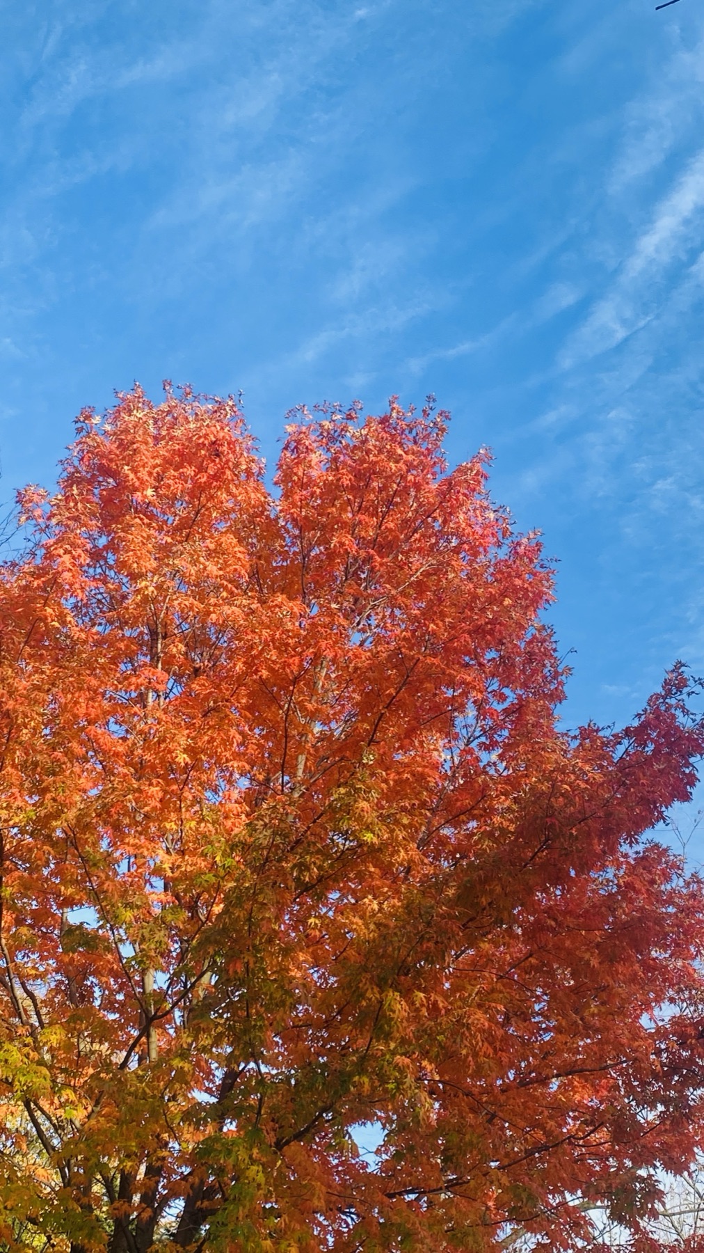 Close-up of a tree canopy in full autumn color against a clear blue sky